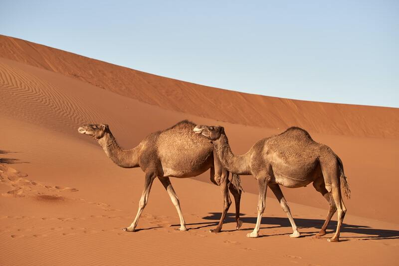 /uploads/news/1401-06/28/camel-dream-interpretation (1).jpg